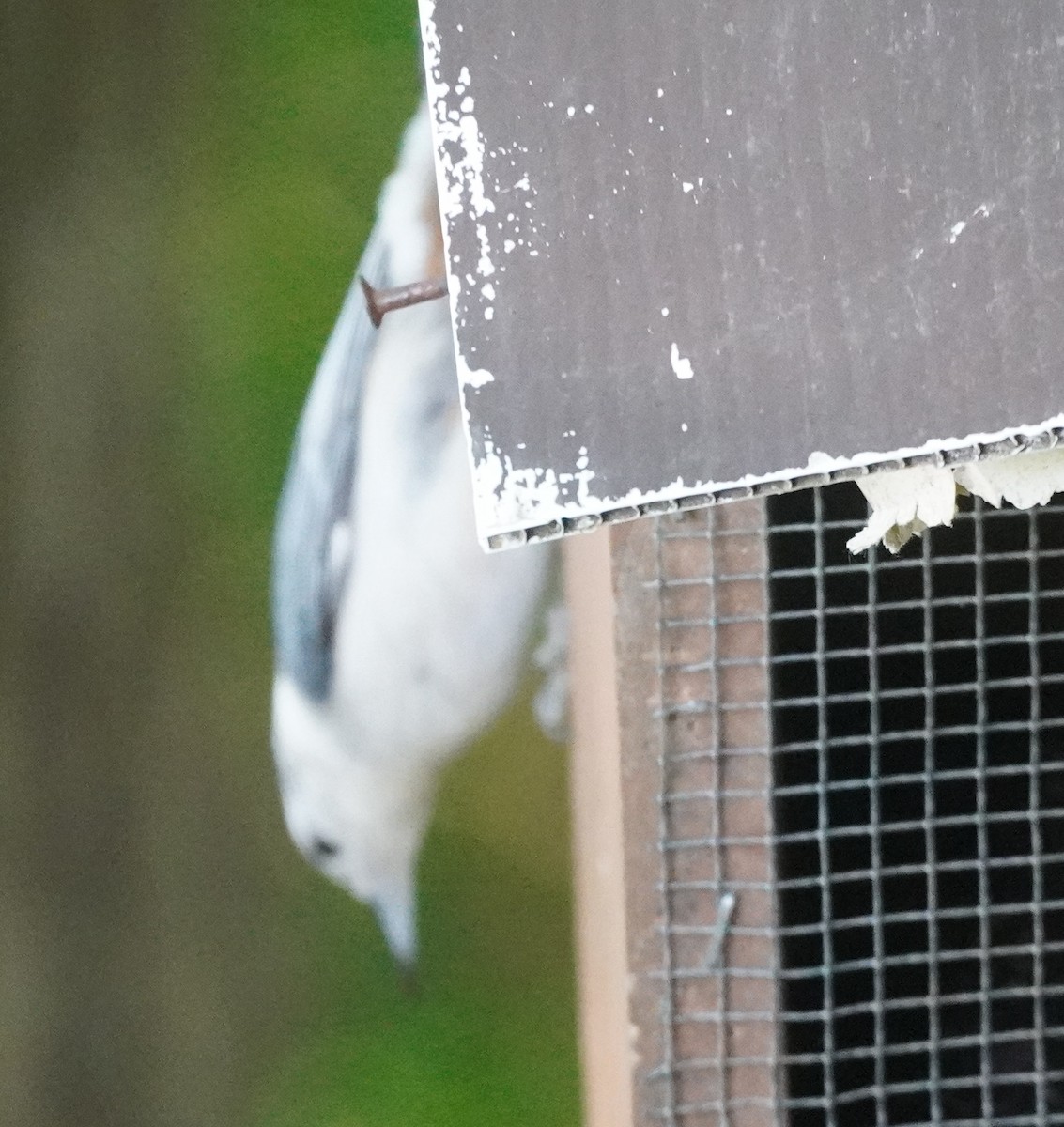 White-breasted Nuthatch - John McCallister