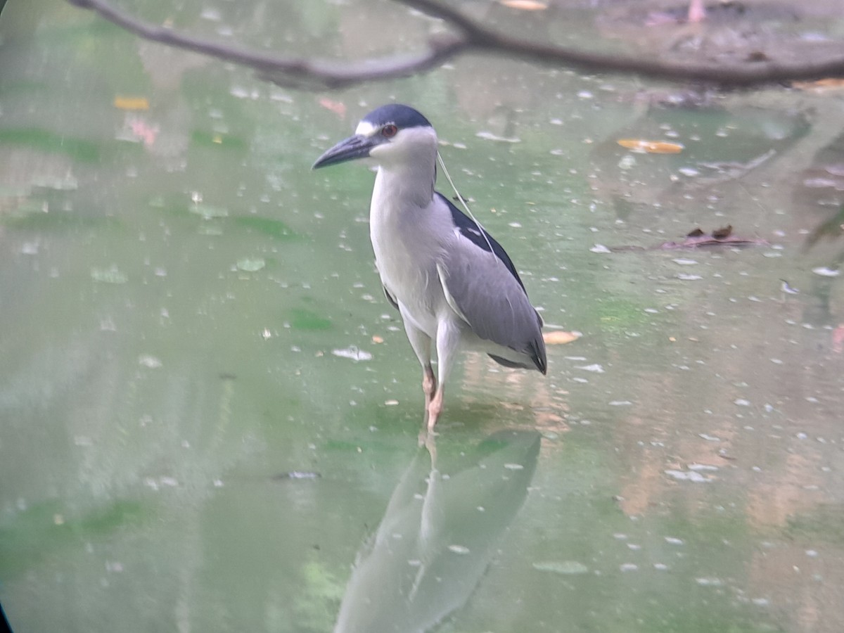 Black-crowned Night Heron - Jose Chacon