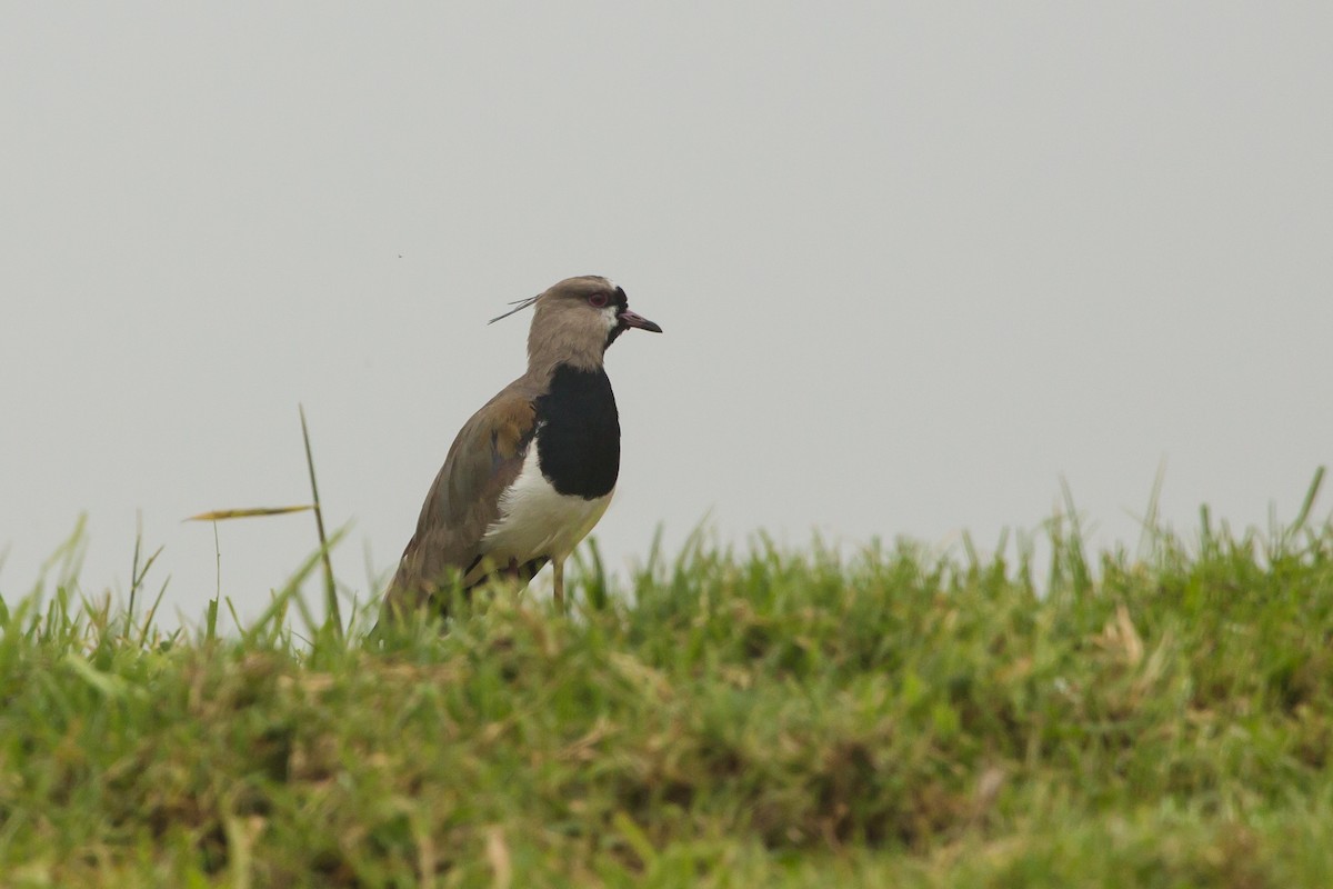 Southern Lapwing - Brian Healy