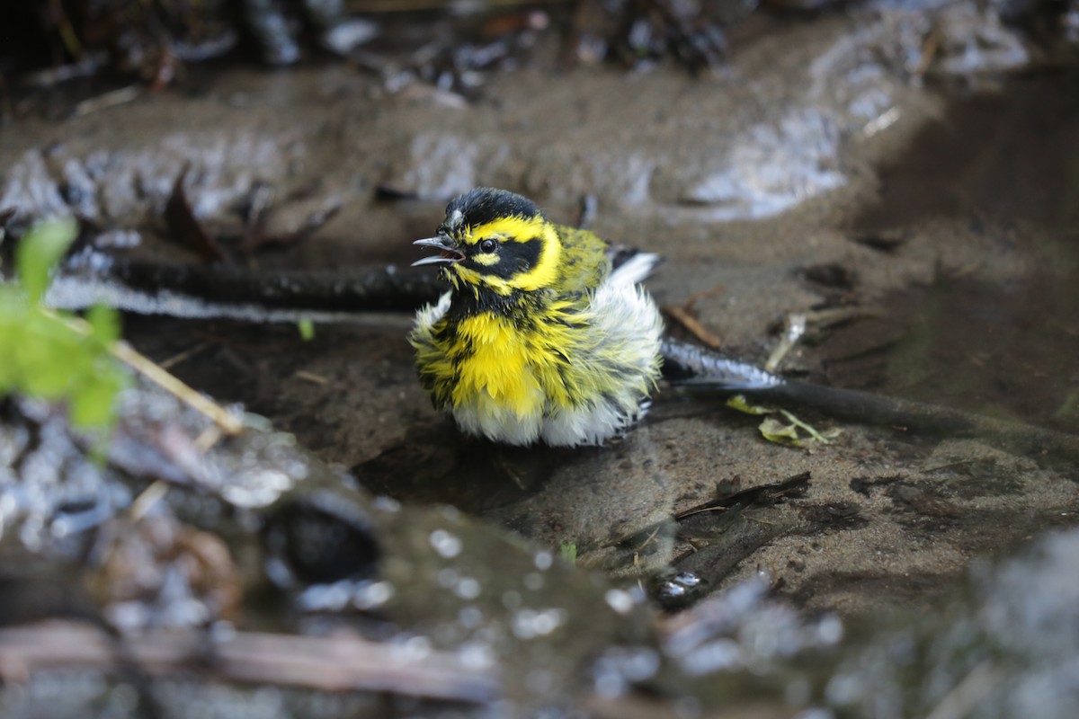 Townsend's Warbler - Joachim Gonzalez