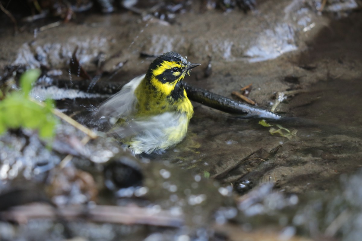 Townsend's Warbler - ML619633181