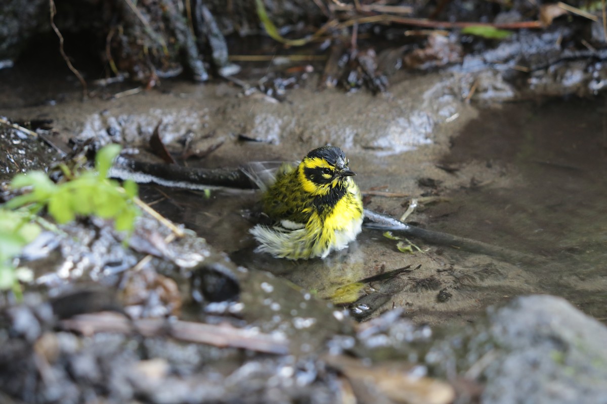 Townsend's Warbler - ML619633186