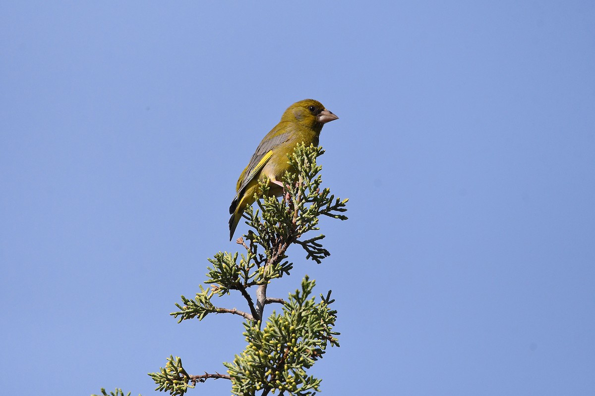 European Greenfinch - ML619633189