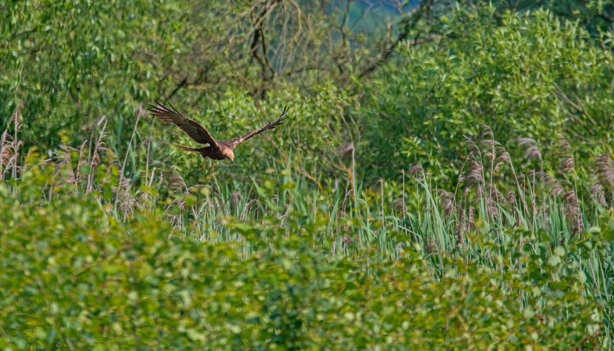 Western Marsh Harrier - František Straka