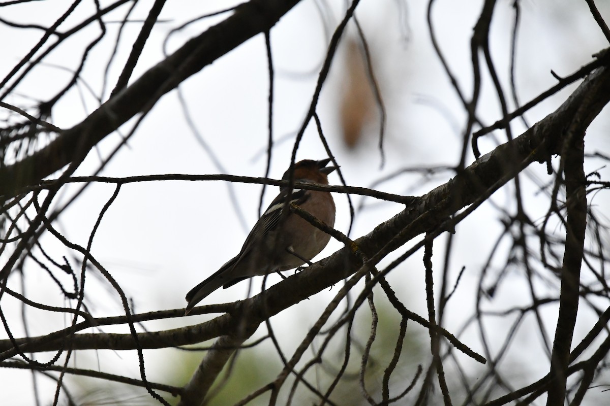 Common Chaffinch - Eduardo Gracia fuster