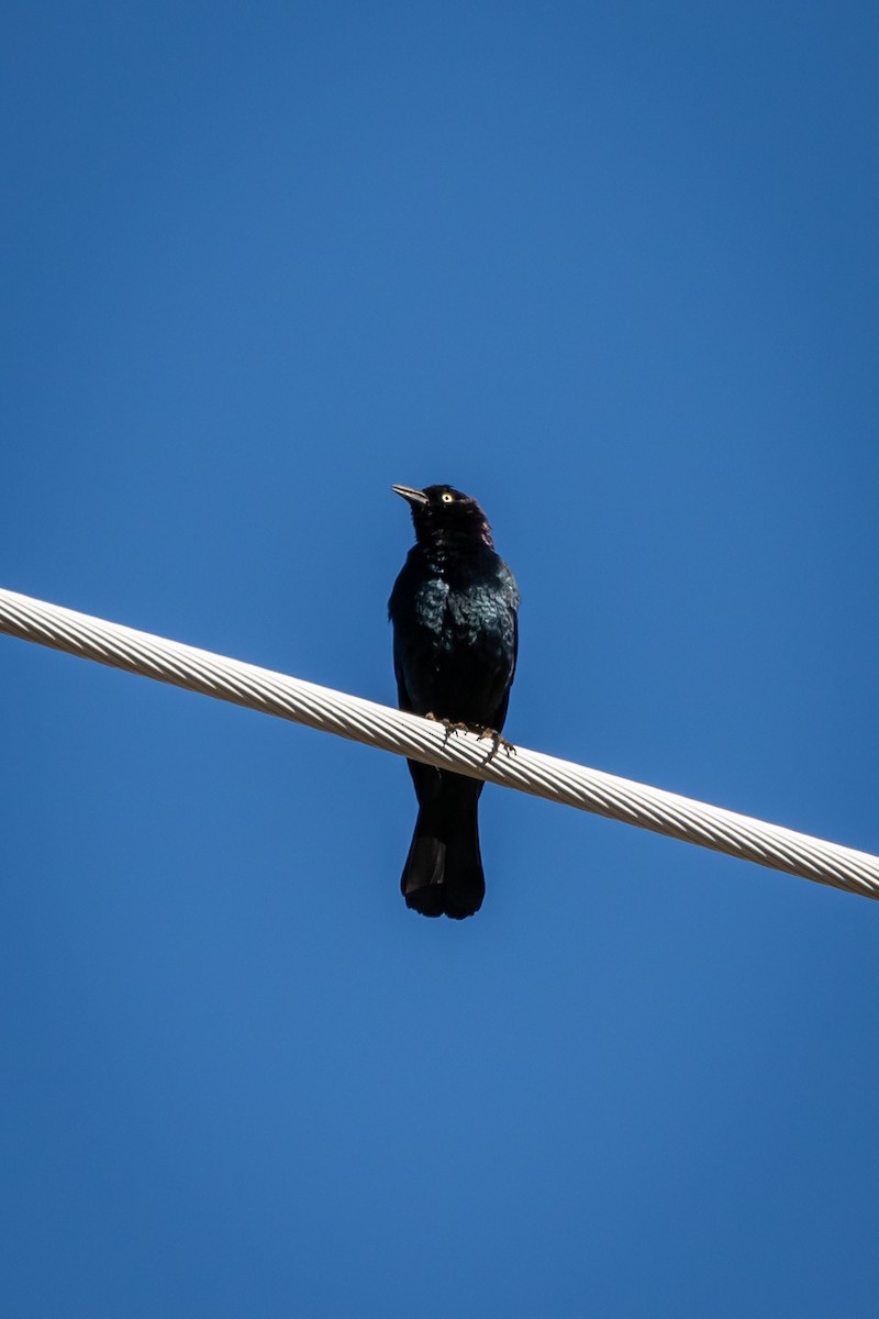 Brewer's Blackbird - Scott Record