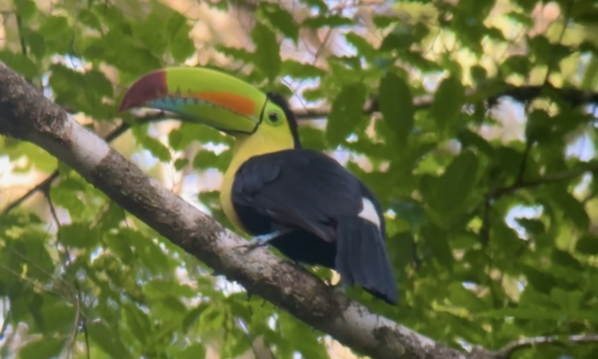 Keel-billed Toucan - ML619633208