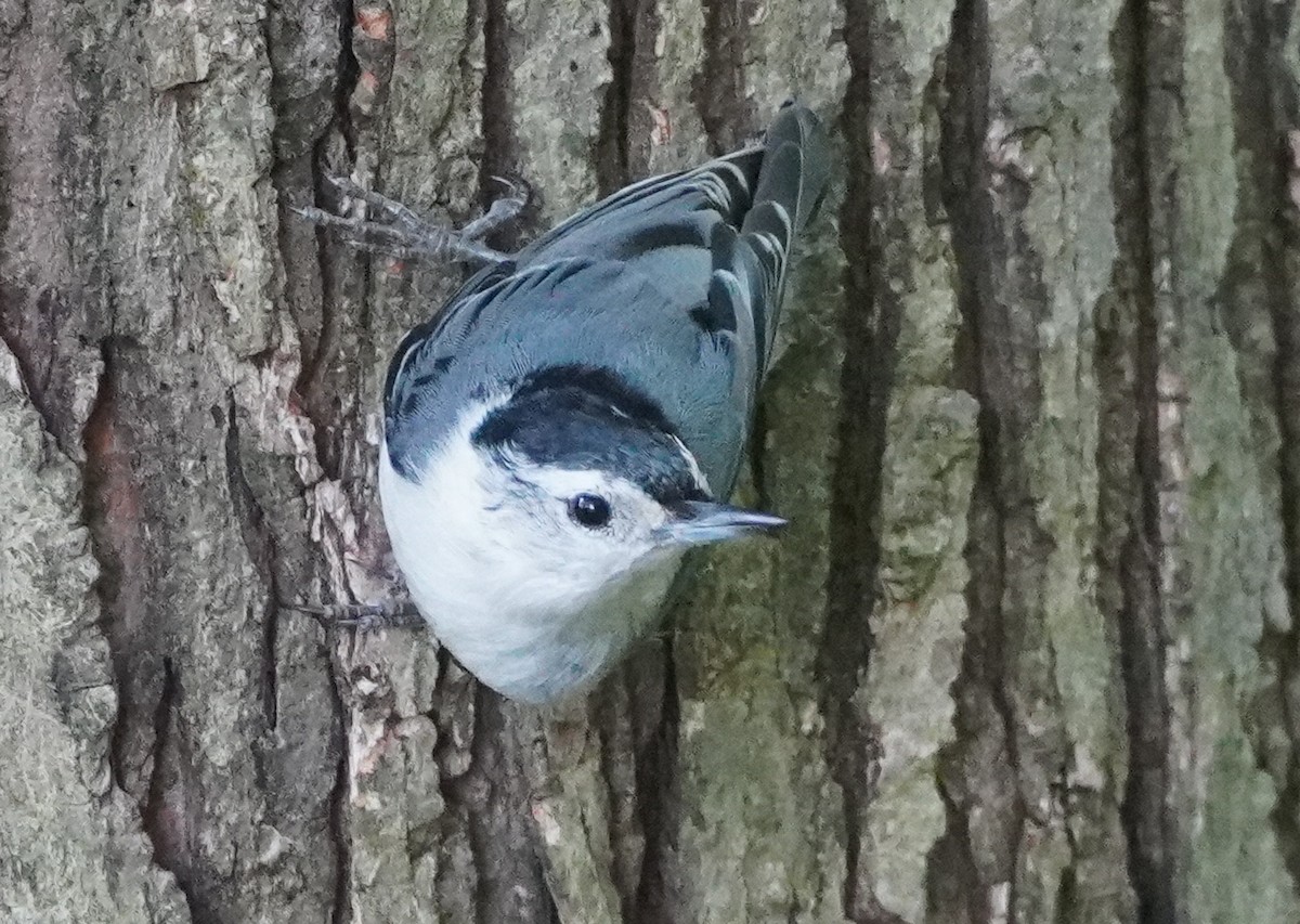 White-breasted Nuthatch - ML619633209
