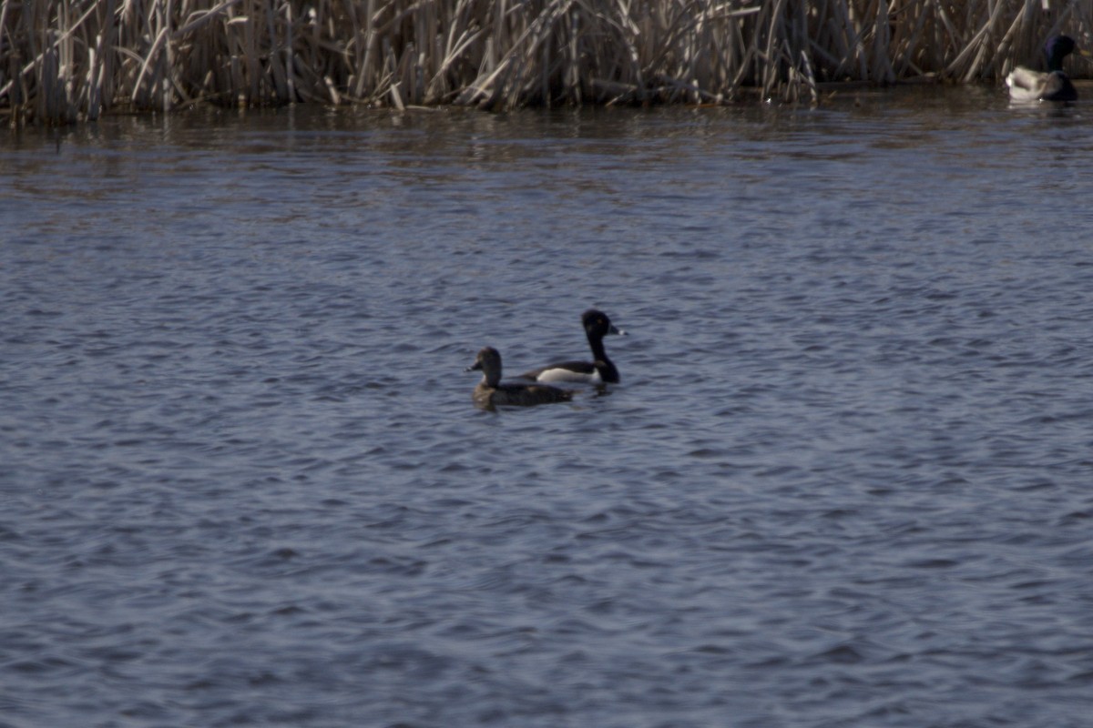 Ring-necked Duck - Josh Silva