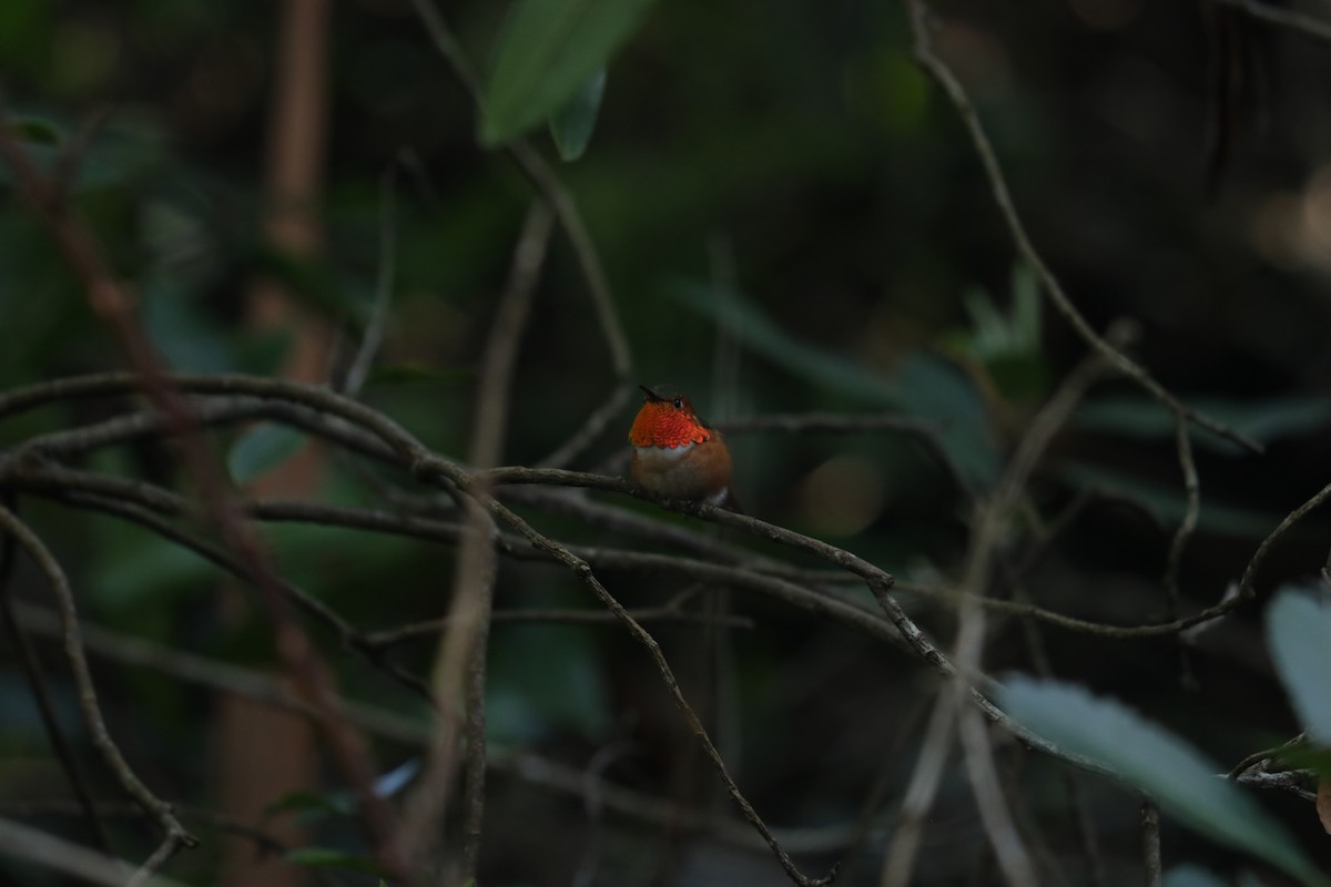 Allen's Hummingbird - Joachim Gonzalez