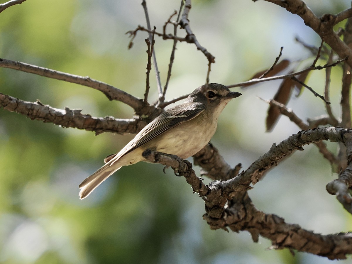 Plumbeous Vireo - Rishab Ghosh