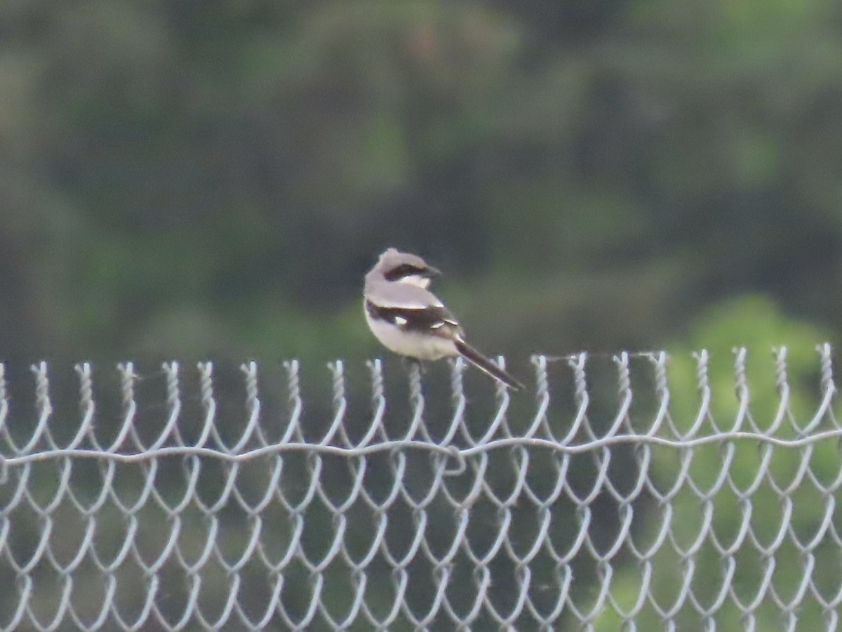 Loggerhead Shrike - ML619633215