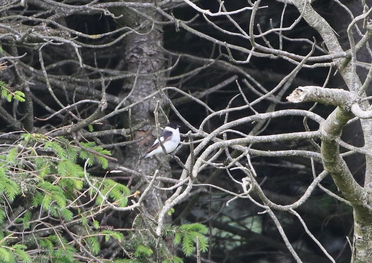 Collared Flycatcher - Agnar Målsnes