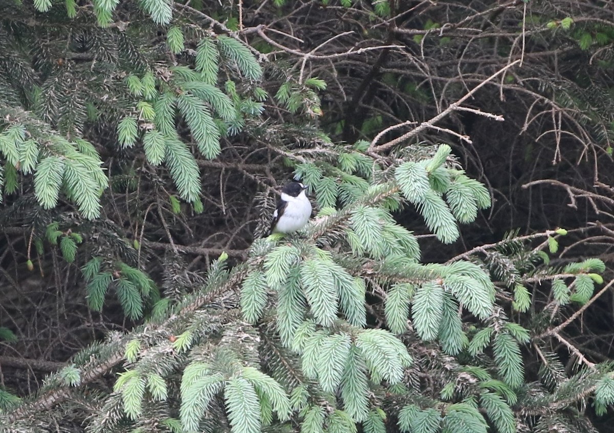 Collared Flycatcher - Agnar Målsnes