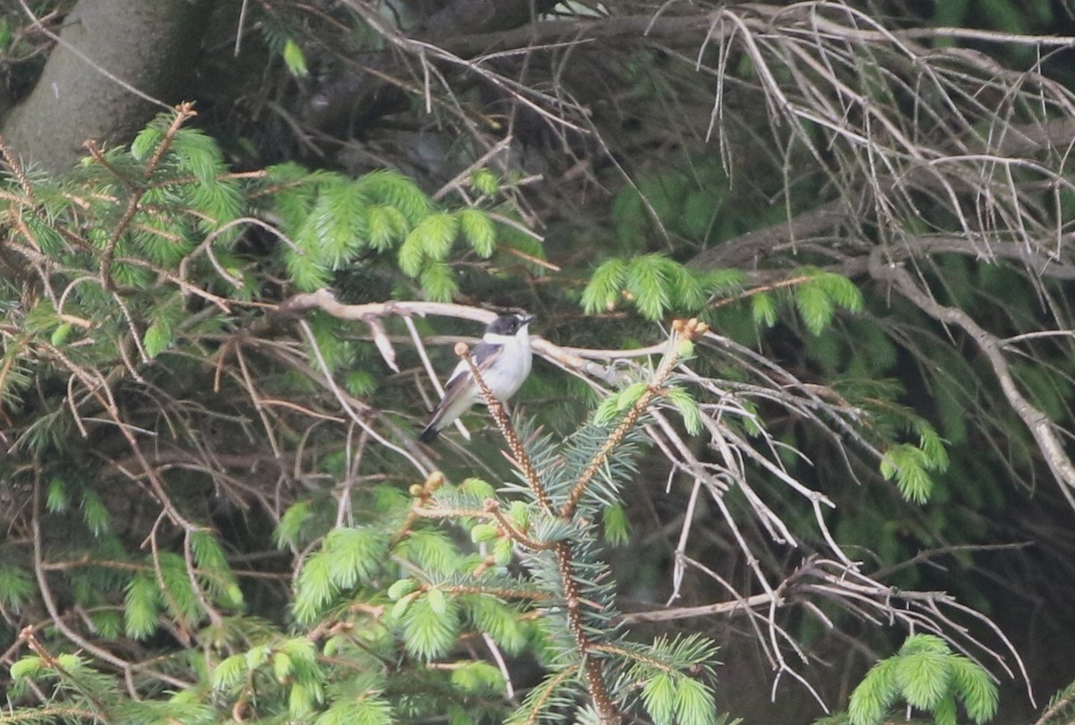 Collared Flycatcher - Agnar Målsnes