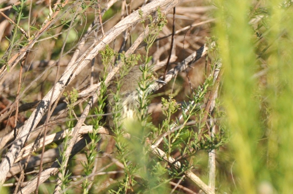 Karoo Prinia - ML619633224