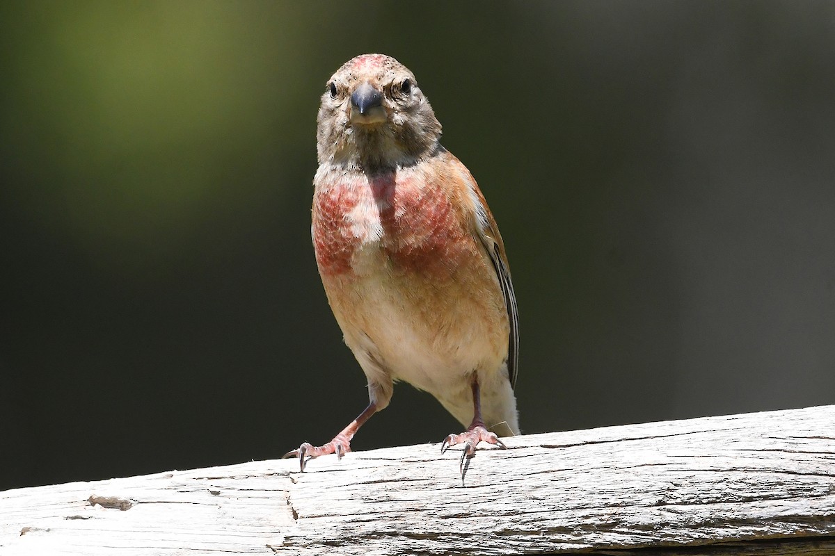 Eurasian Linnet - Juan José  Bazan Hiraldo