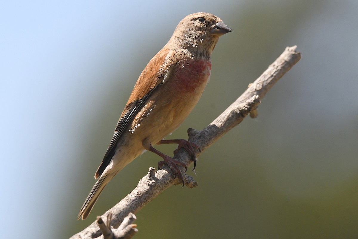 Eurasian Linnet - Juan José  Bazan Hiraldo