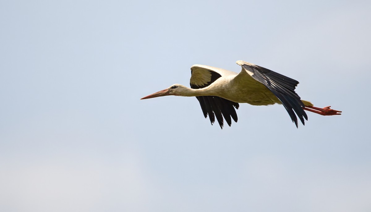 White Stork - František Straka