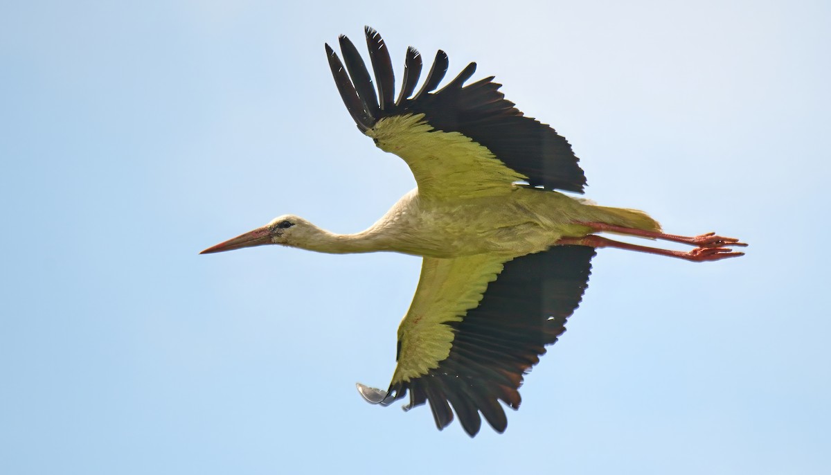 White Stork - František Straka