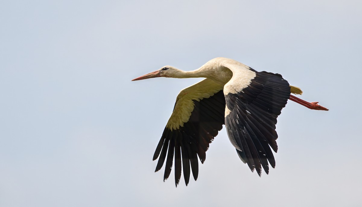 White Stork - František Straka