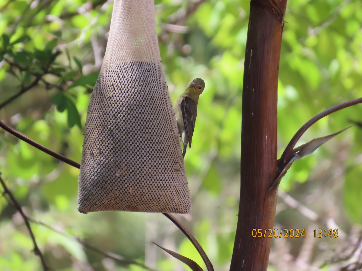 Lesser Goldfinch - Andy Harrison