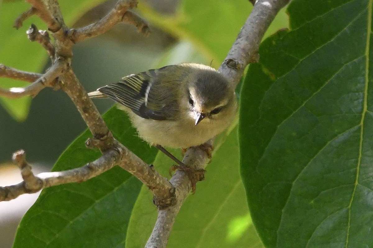 Common Firecrest - Juan José  Bazan Hiraldo