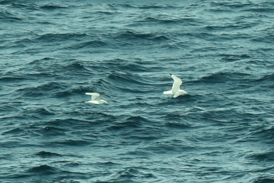 Black-legged Kittiwake - ML619633252