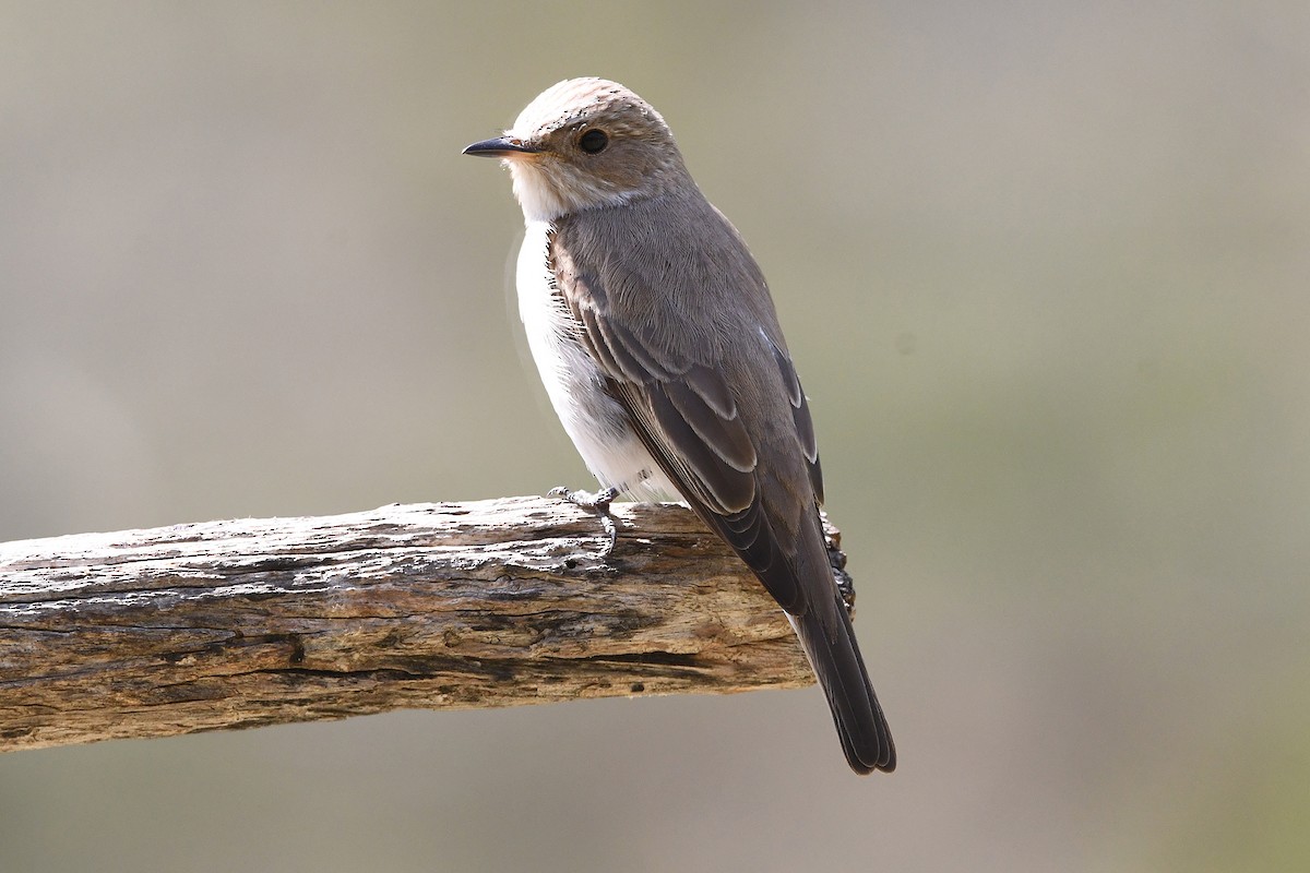 Spotted Flycatcher (Mediterranean) - Juan José  Bazan Hiraldo