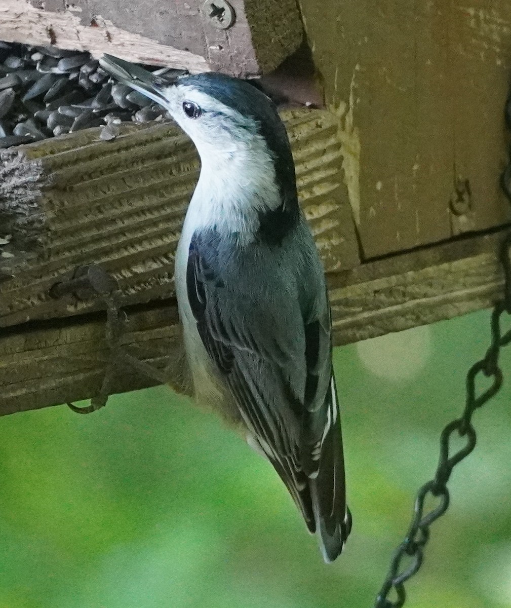 White-breasted Nuthatch - ML619633254