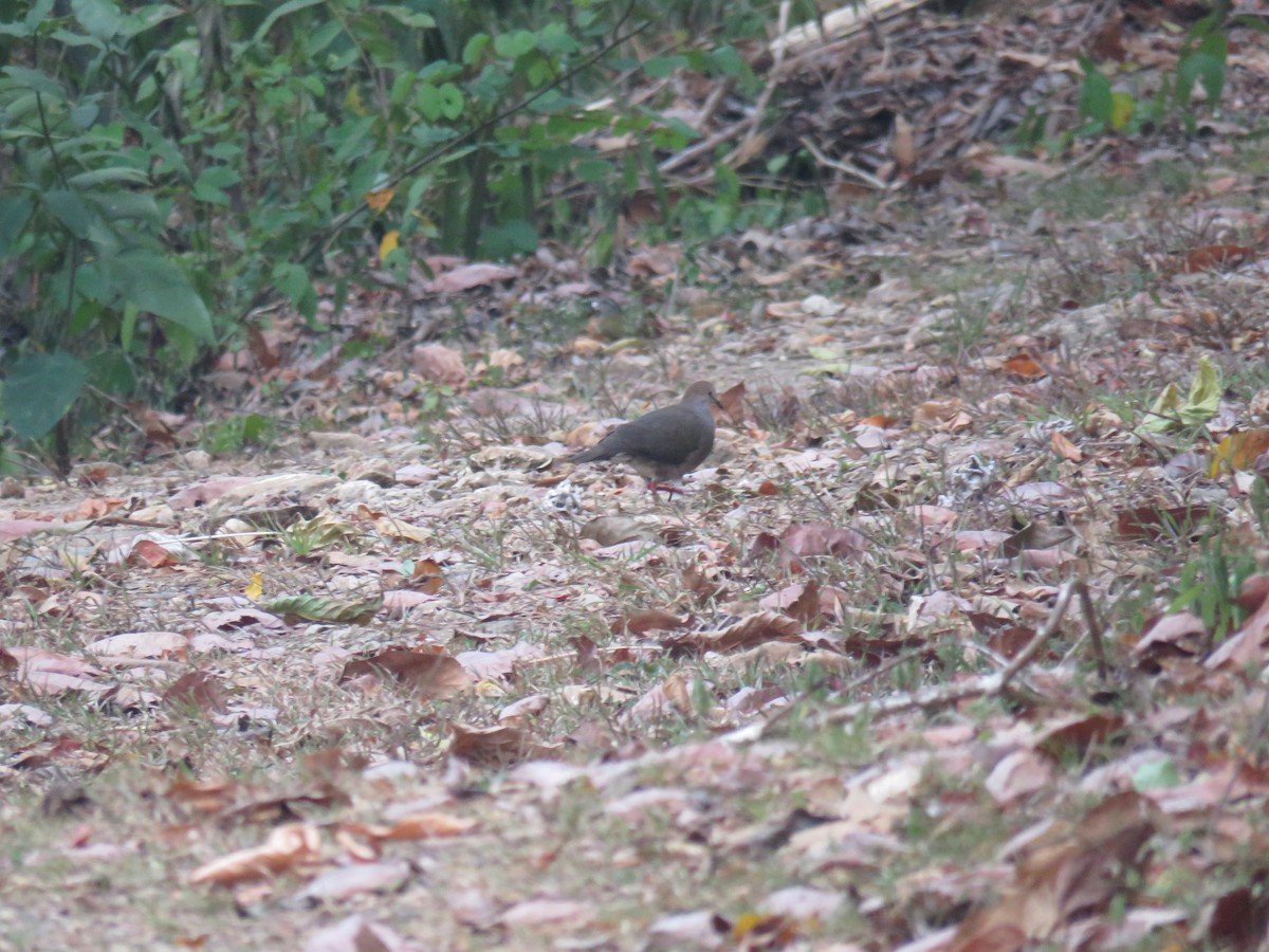 Gray-chested Dove - Sam Holcomb