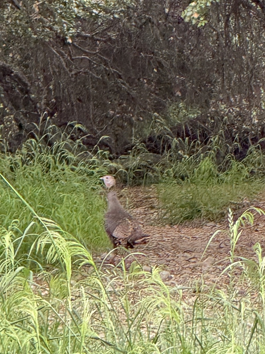 Wild Turkey - Andrew Eller