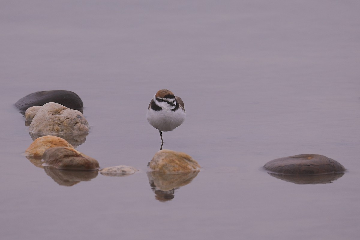 Kentish Plover - Thomas Galewski