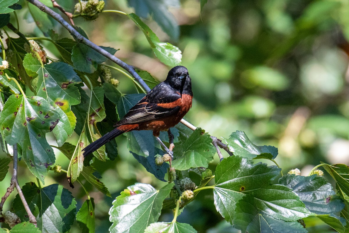 Orchard Oriole - ML619633274