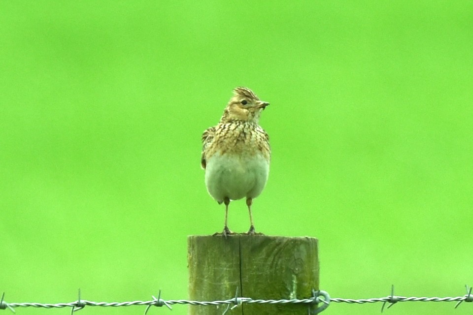 Eurasian Skylark - Blair Whyte