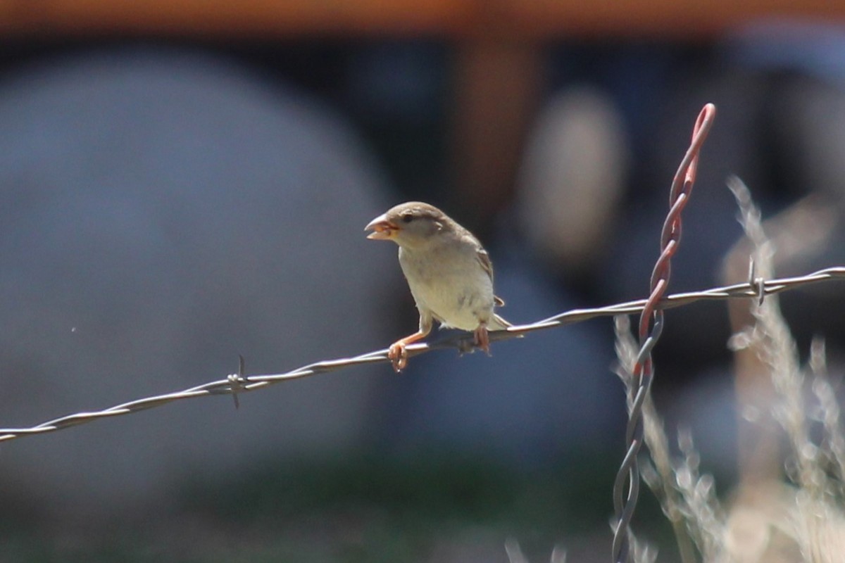 House Sparrow - Connor Thomas