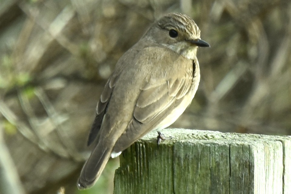 Spotted Flycatcher - Blair Whyte