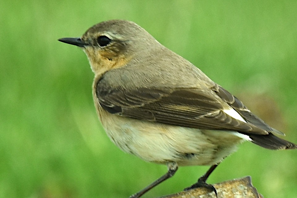 Northern Wheatear - Blair Whyte