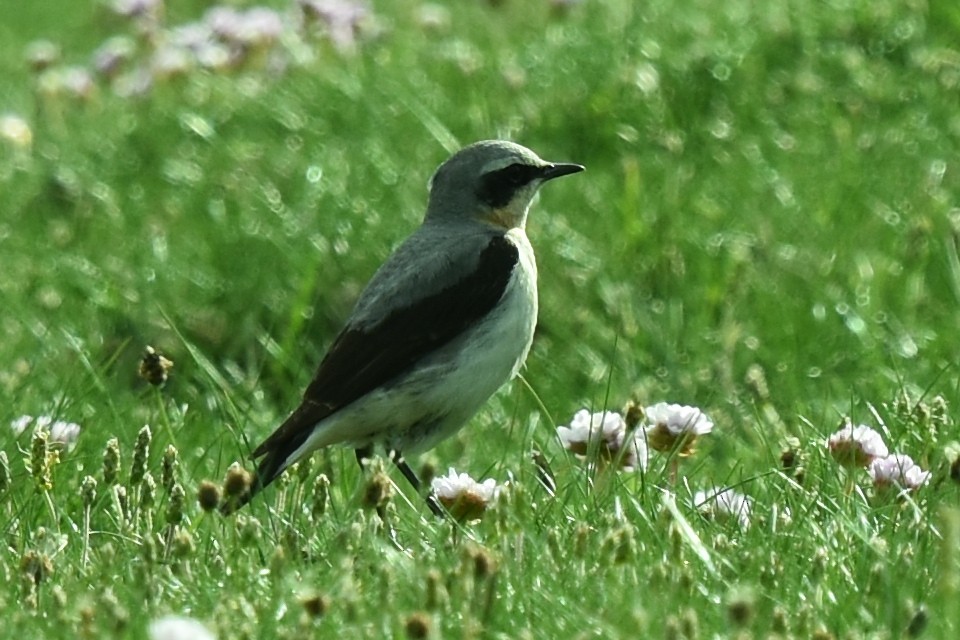 Northern Wheatear - Blair Whyte