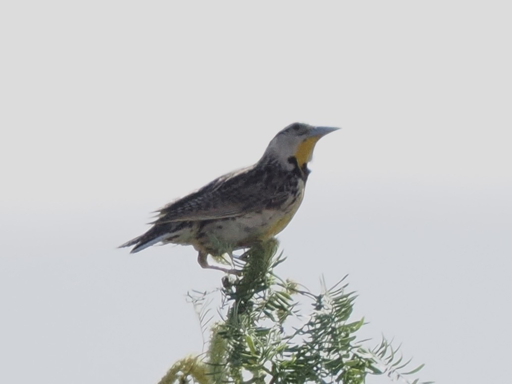 Chihuahuan Meadowlark - Rishab Ghosh