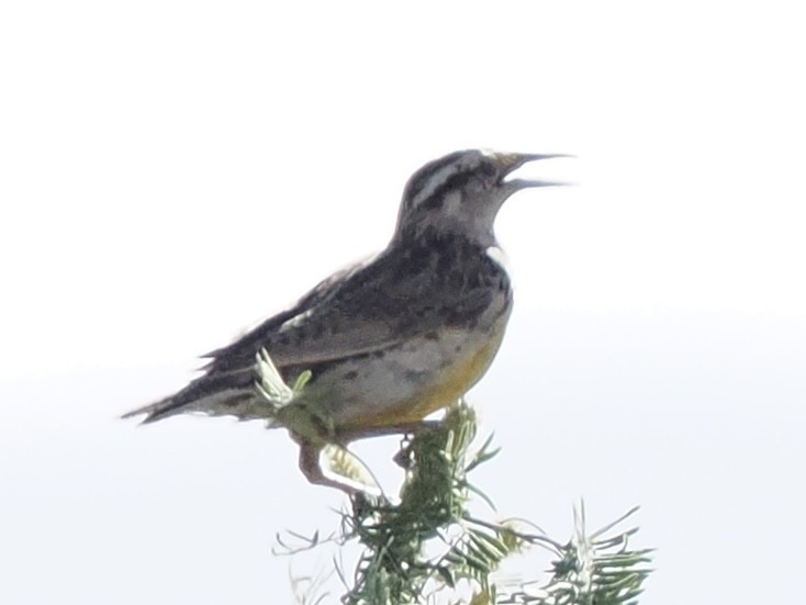 Chihuahuan Meadowlark - Rishab Ghosh