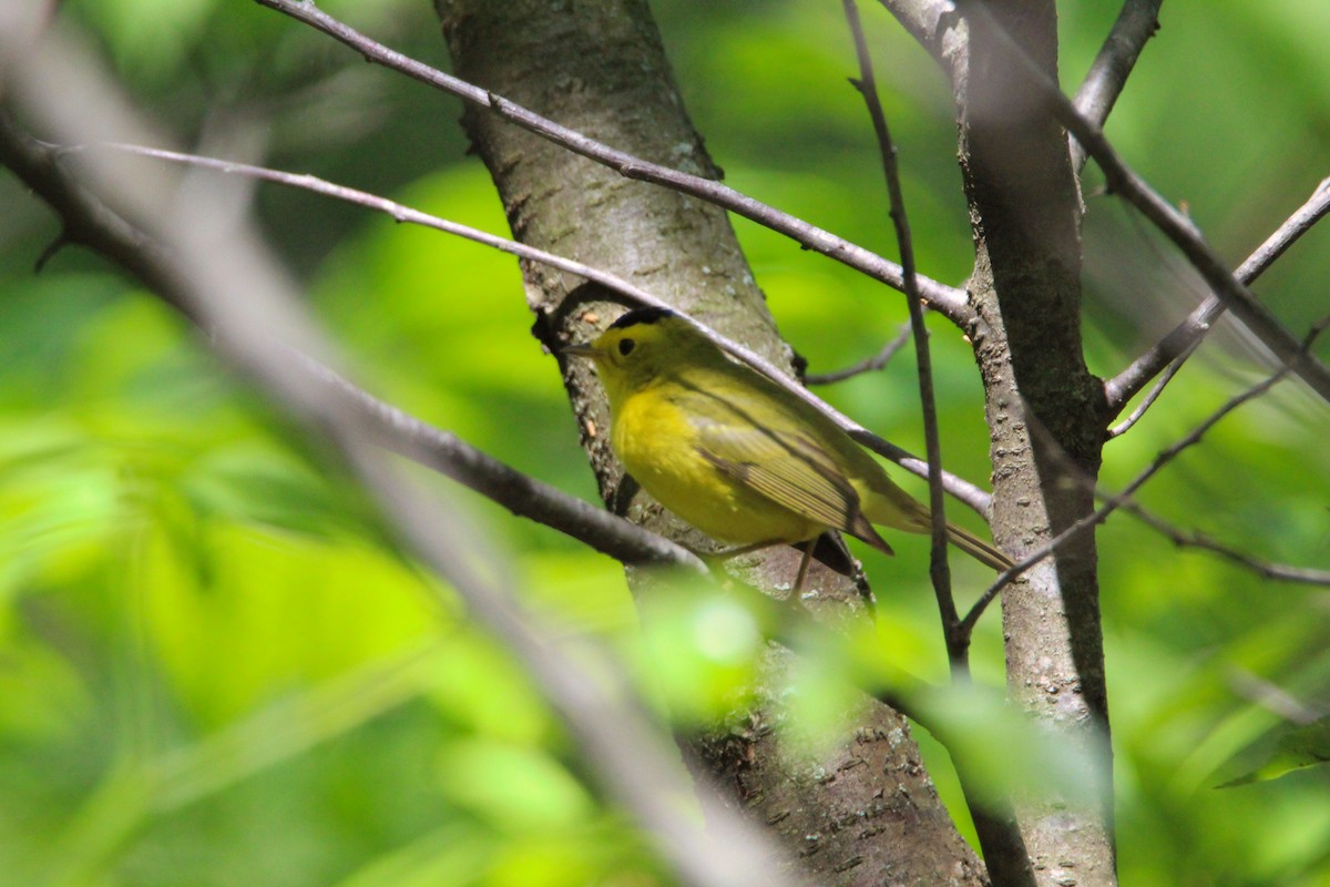 Wilson's Warbler - ML619633300