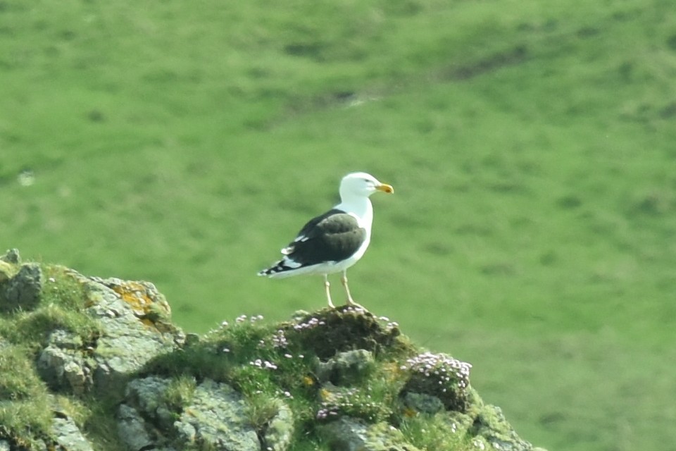 Great Black-backed Gull - Blair Whyte