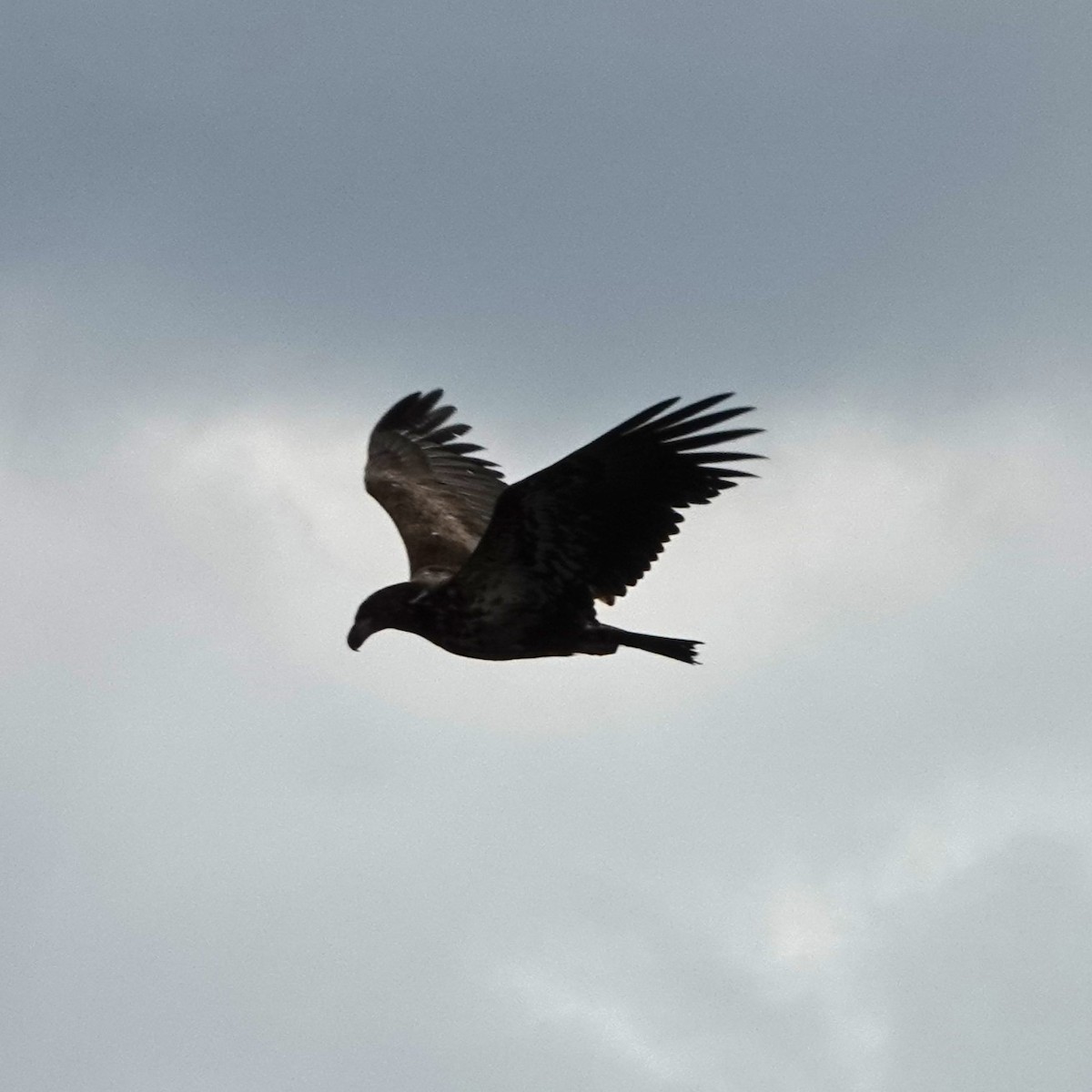 Bald Eagle - Jana Lagan