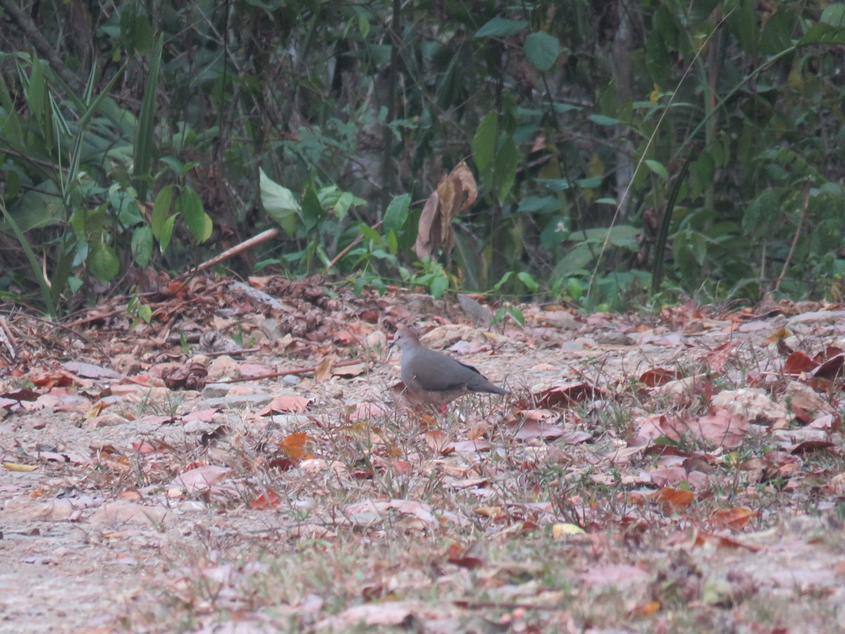 Gray-chested Dove - Sam Holcomb