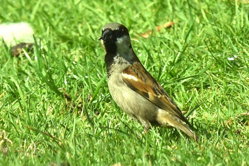 House Sparrow - Blair Whyte