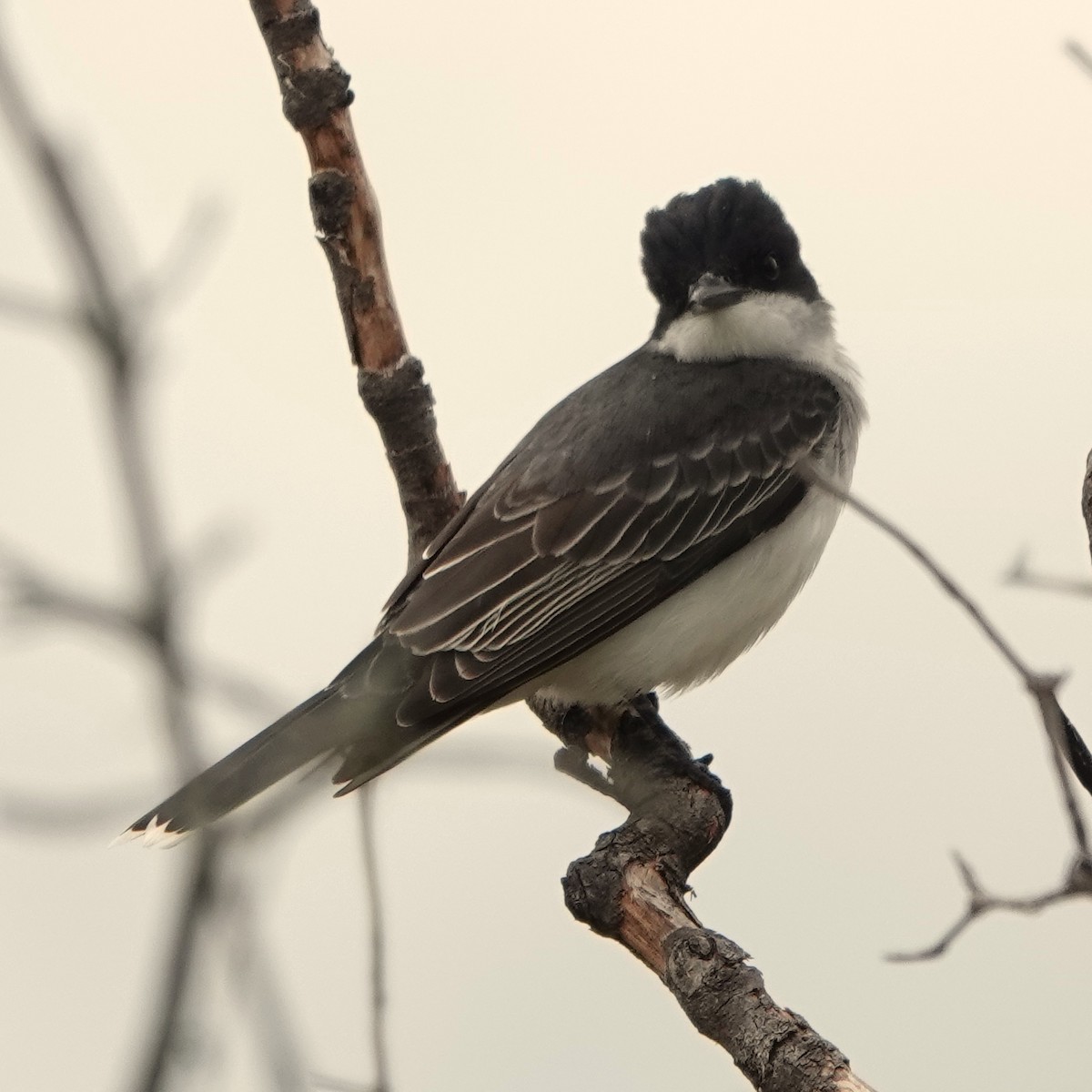 Eastern Kingbird - ML619633316