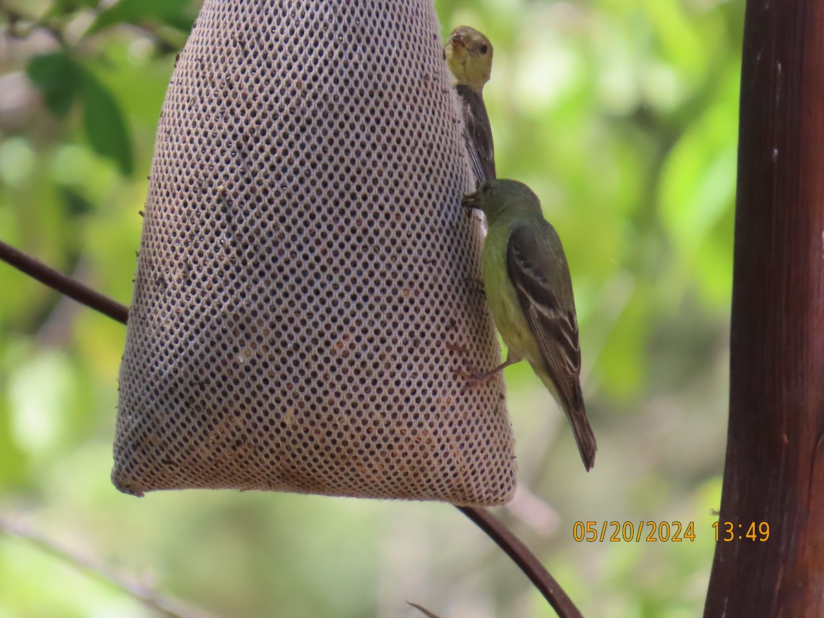 Lesser Goldfinch - Andy Harrison