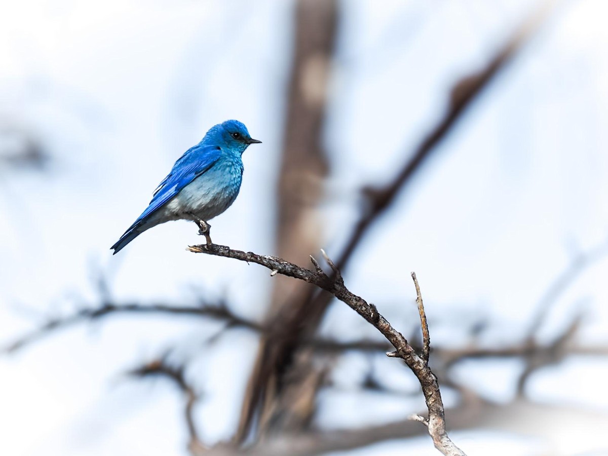 Mountain Bluebird - ML619633319