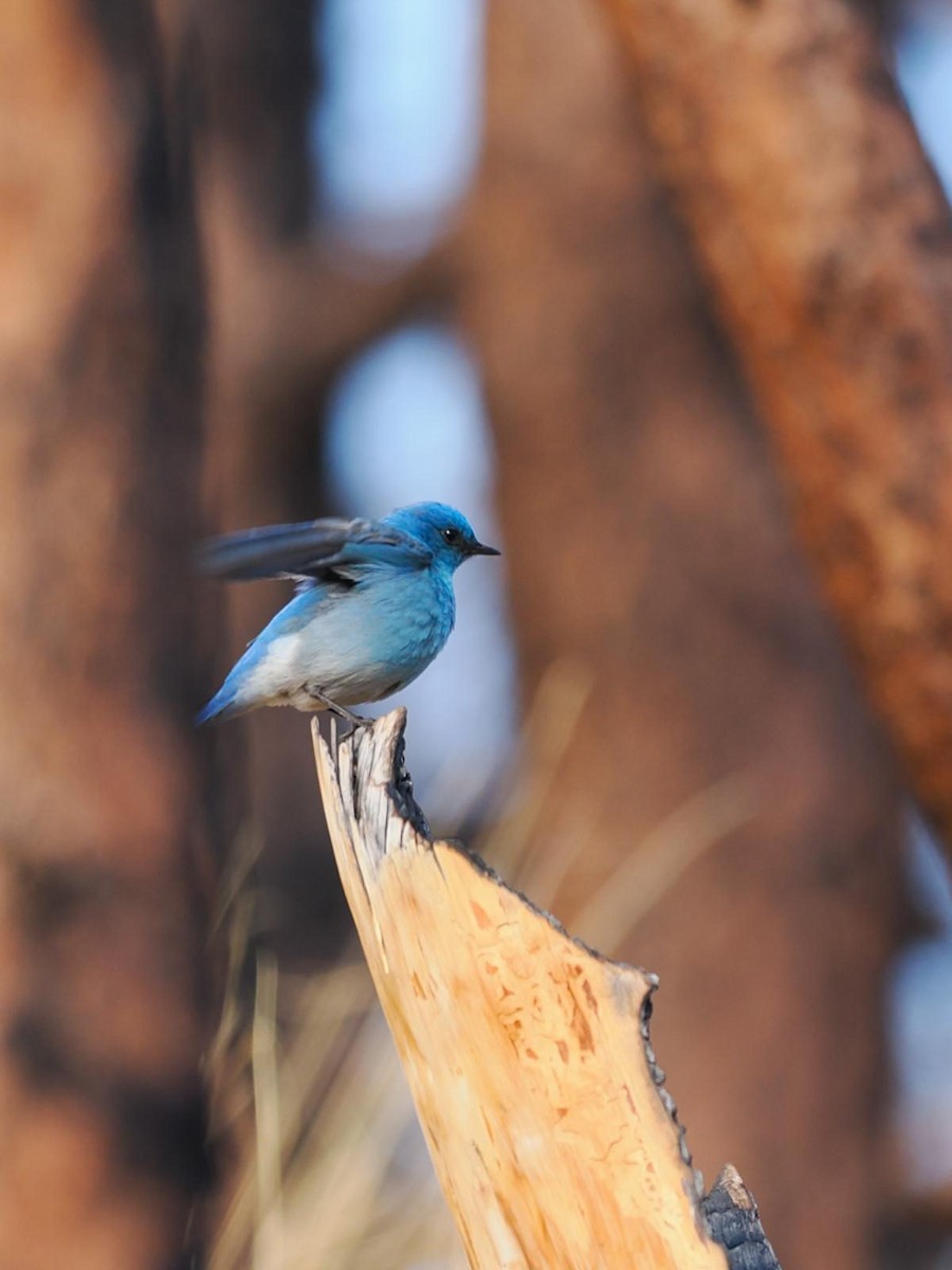 Mountain Bluebird - Ben Wilcox